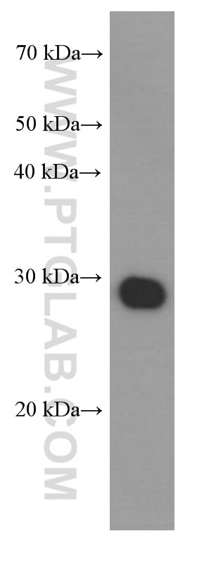 DDDDK tag Monoclonal antibody (Binds to FLAG® tag epitope)