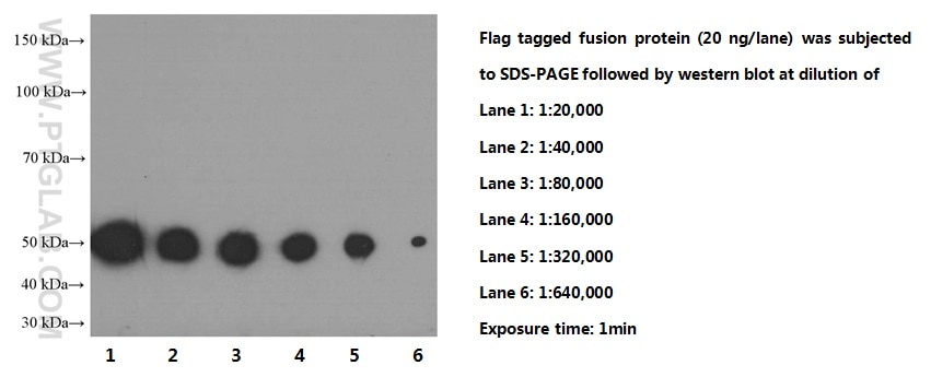 DDDDK tag Monoclonal antibody (Binds to FLAG® tag epitope)