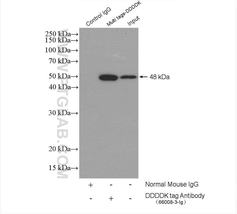 Immunoprecipitation (IP) experiment of Transfected HEK-293 cells using DYKDDDDK tag Monoclonal antibody (Binds to FLAG® t (66008-3-Ig)
