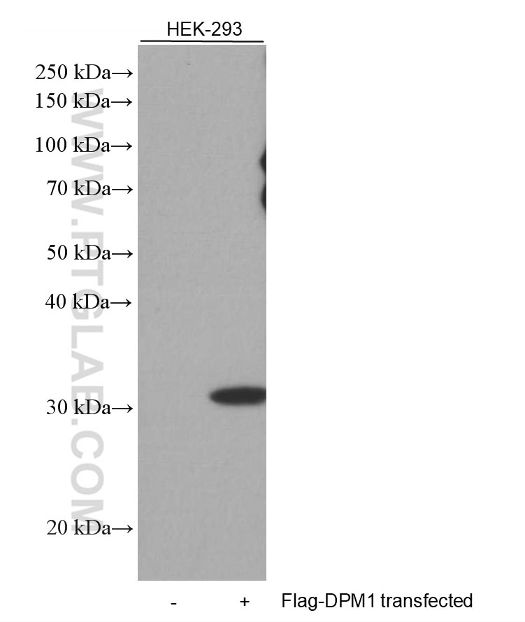 Western Blot (WB) analysis of HEK-293 cells using DYKDDDDK tag Monoclonal antibody (Binds to FLAG® t (66008-3-Ig)