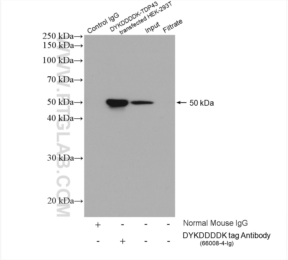 IP experiment of Transfected HEK-293 using 66008-4-Ig