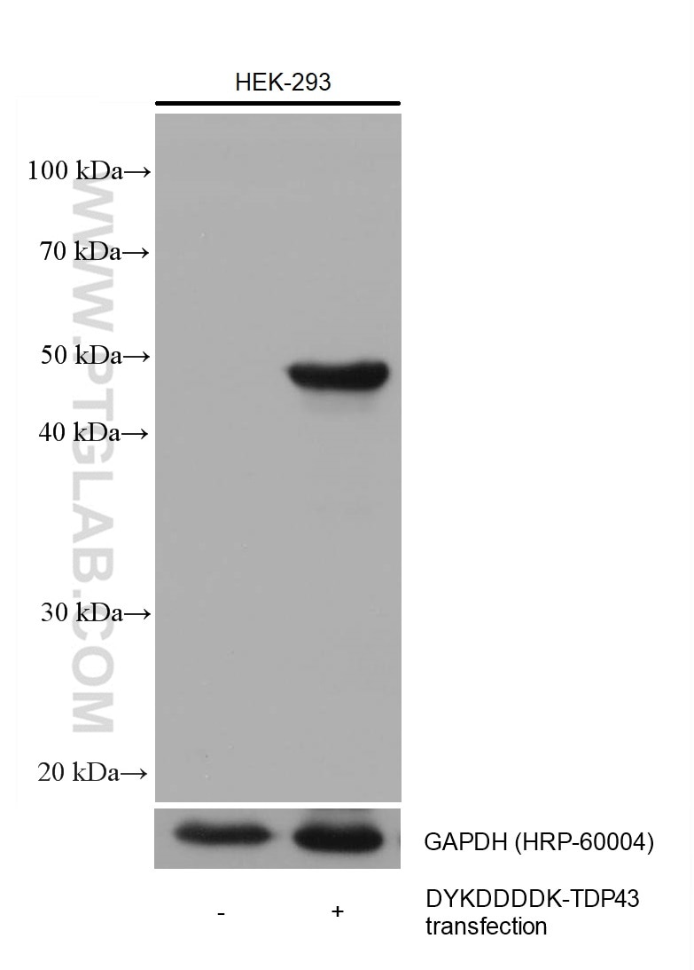 Western Blot (WB) analysis of various lysates using DYKDDDDK tag Monoclonal antibody (Binds to FLAG® t (66008-4-Ig)