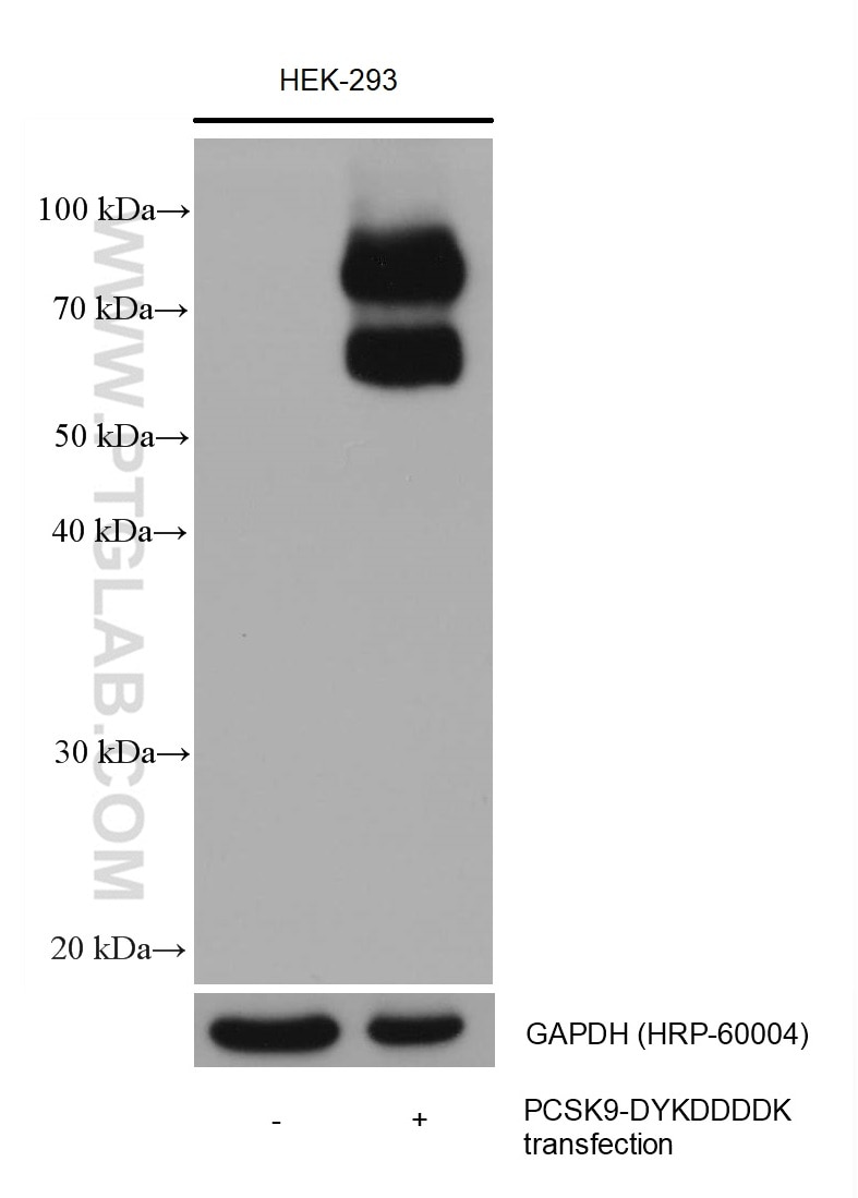 Western Blot (WB) analysis of various lysates using DYKDDDDK tag Monoclonal antibody (Binds to FLAG® t (66008-4-Ig)