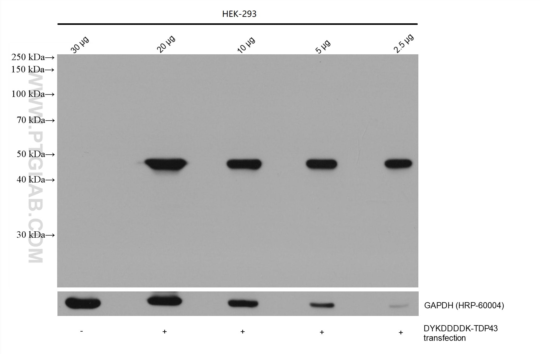 Western Blot (WB) analysis of various lysates using DYKDDDDK tag Monoclonal antibody (Binds to FLAG® t (66008-4-Ig)