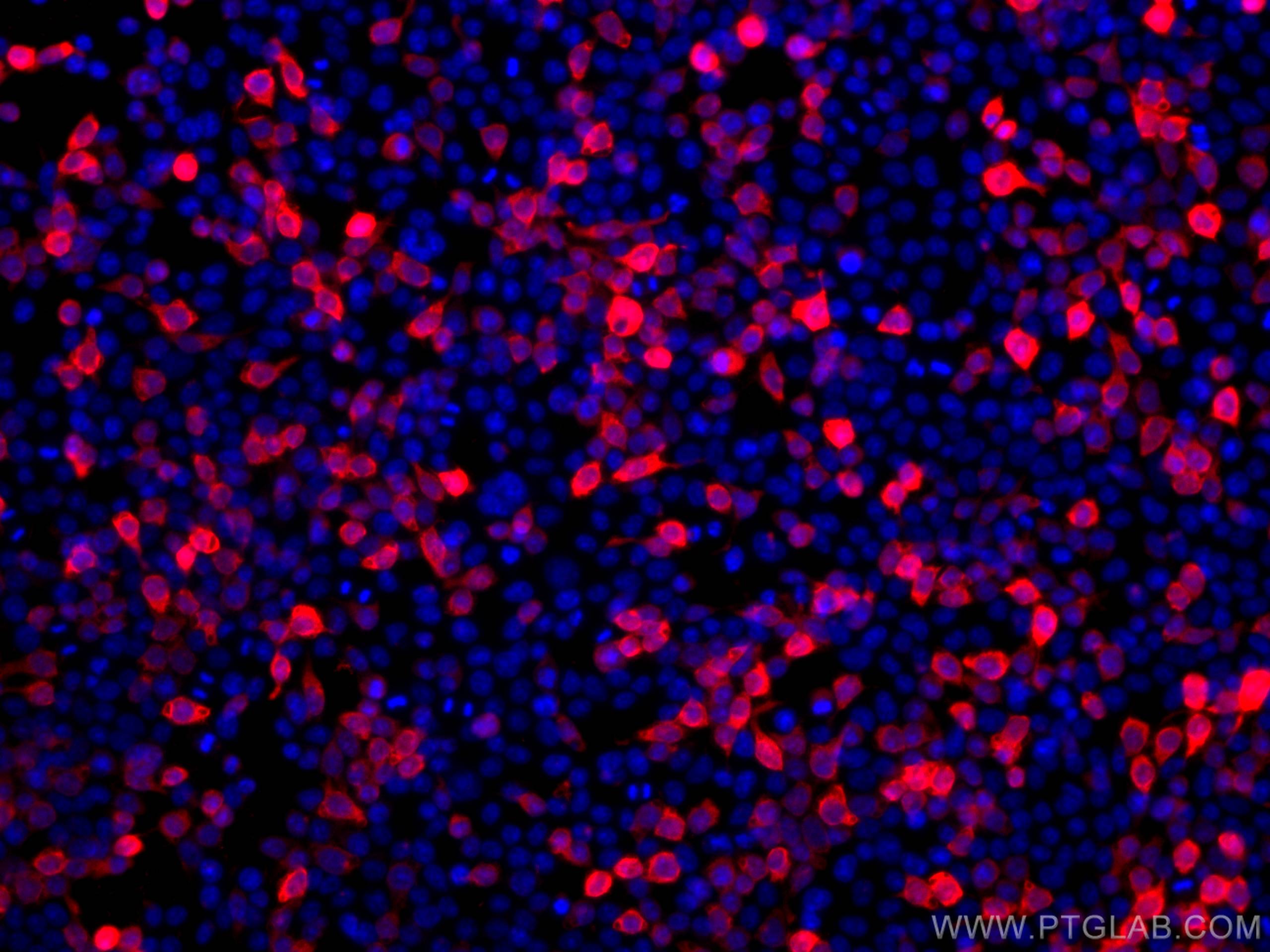 Immunofluorescence (IF) / fluorescent staining of HEK-293 cells using CoraLite®594-conjugated DYKDDDDK Monoclonal antibo (CL594-66008)