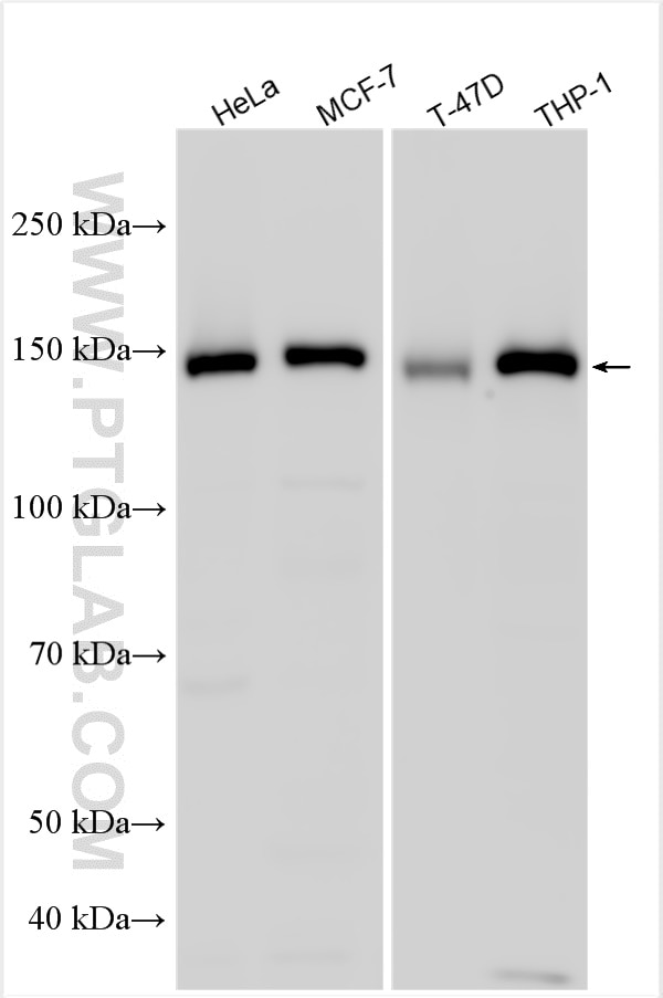 Western Blot (WB) analysis of various lysates using Flightless I Polyclonal antibody (27729-1-AP)