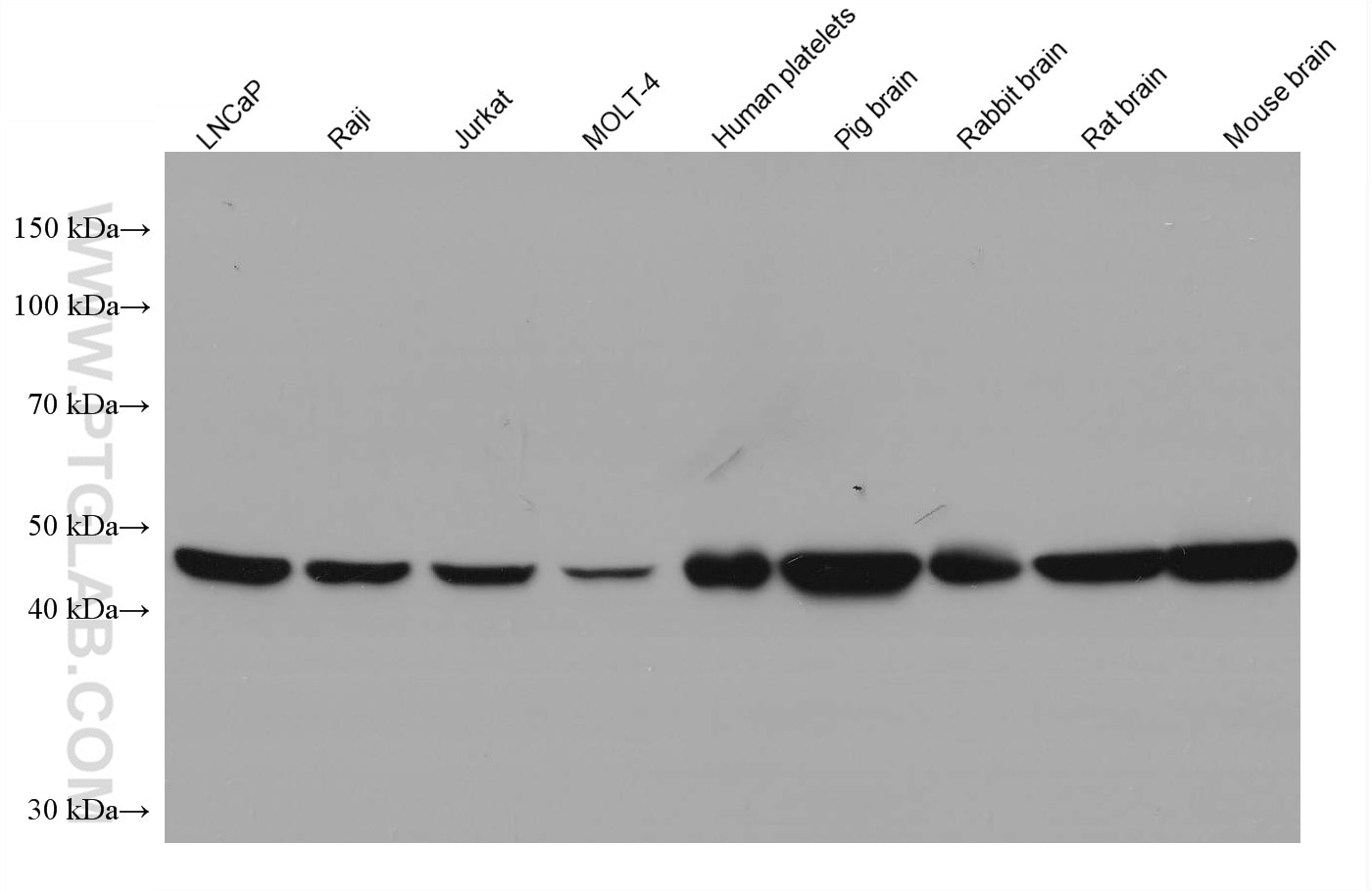 Western Blot (WB) analysis of various lysates using Flotillin 1 Monoclonal antibody (67968-1-Ig)