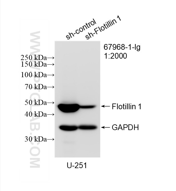 Western Blot (WB) analysis of U-251 cells using Flotillin 1 Monoclonal antibody (67968-1-Ig)
