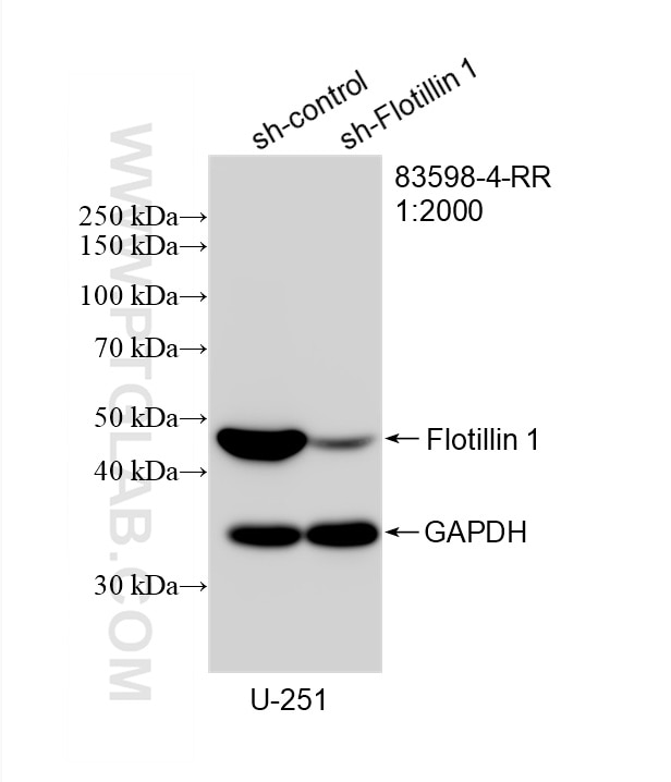 Western Blot (WB) analysis of U-251 cells using Flotillin 1 Recombinant monoclonal antibody (83598-4-RR)