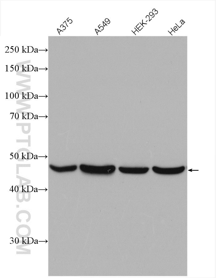 Western Blot (WB) analysis of various lysates using Flotillin 2 Polyclonal antibody (28208-1-AP)