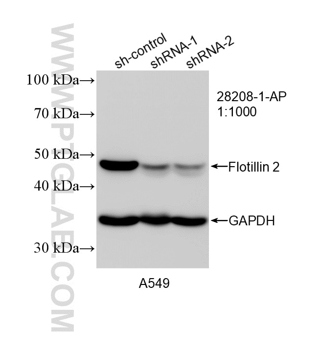 Western Blot (WB) analysis of A549 cells using Flotillin 2 Polyclonal antibody (28208-1-AP)