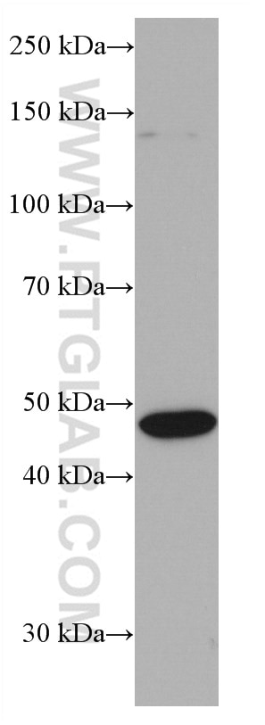Western Blot (WB) analysis of A431 cells using Flotillin 2 Monoclonal antibody (66881-1-Ig)