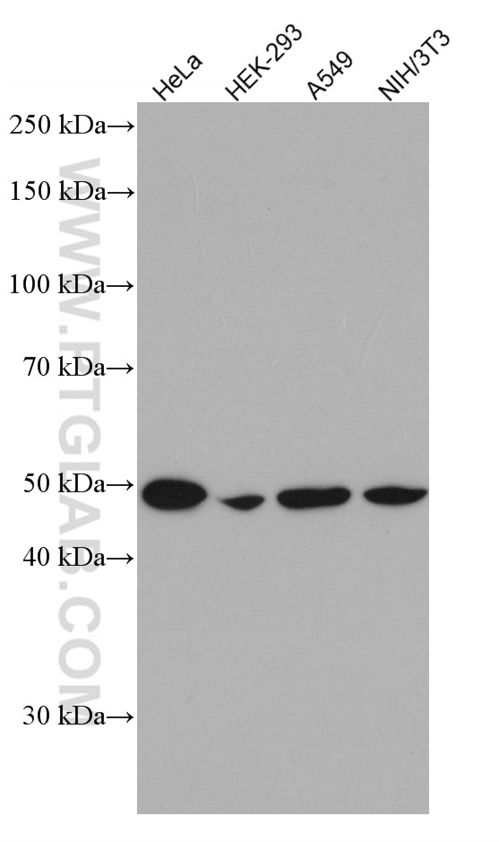 Western Blot (WB) analysis of various lysates using Flotillin 2 Monoclonal antibody (66881-1-Ig)