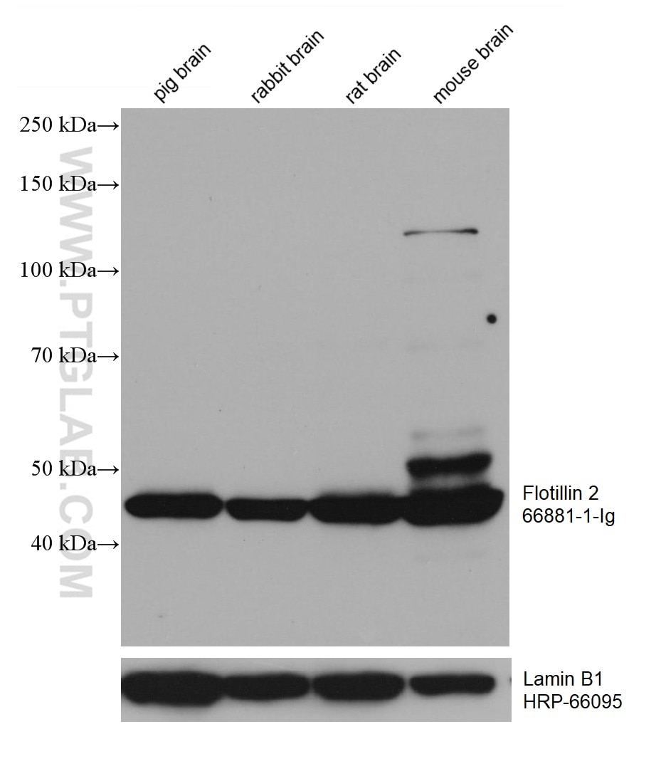 Western Blot (WB) analysis of various lysates using Flotillin 2 Monoclonal antibody (66881-1-Ig)