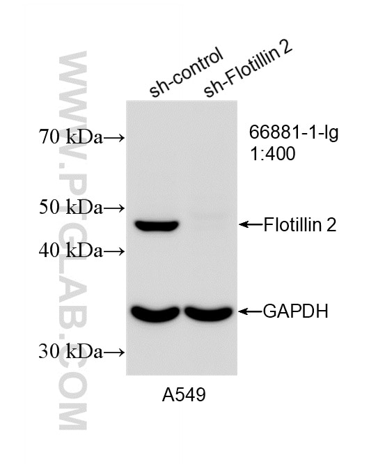 Western Blot (WB) analysis of A549 cells using Flotillin 2 Monoclonal antibody (66881-1-Ig)