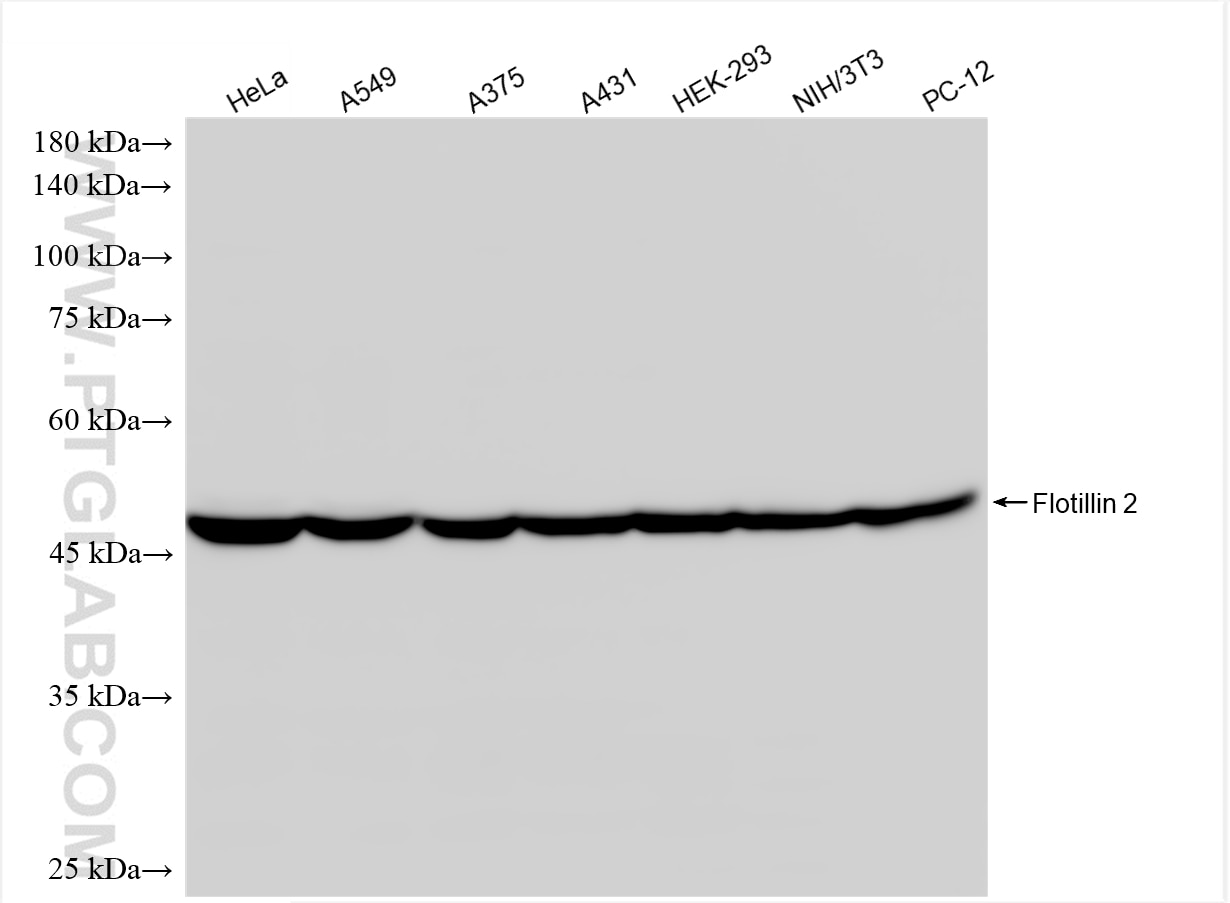 Western Blot (WB) analysis of various lysates using Flotillin 2 Recombinant monoclonal antibody (88149-1-RR)