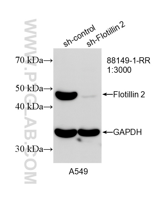 Western Blot (WB) analysis of A549 cells using Flotillin 2 Recombinant monoclonal antibody (88149-1-RR)