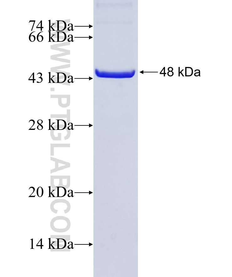 Flotillin 2 fusion protein Ag28308 SDS-PAGE