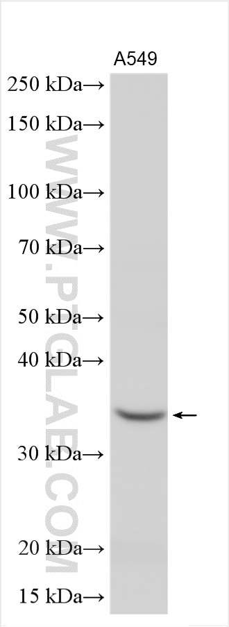 Western Blot (WB) analysis of various lysates using Follistatin Polyclonal antibody (27350-1-AP)