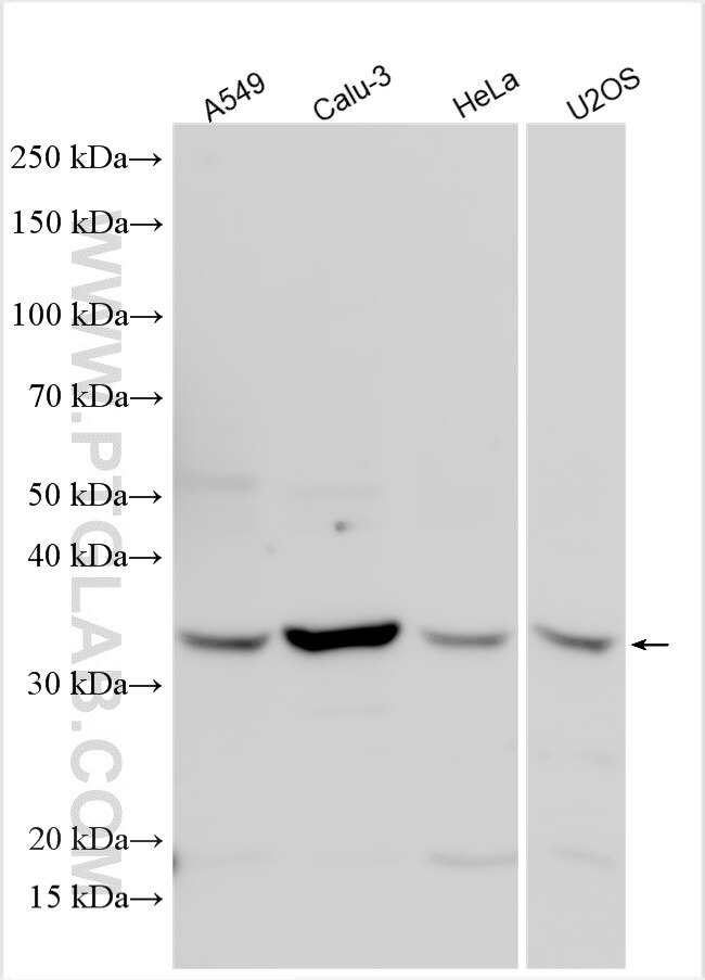 Western Blot (WB) analysis of various lysates using Follistatin Polyclonal antibody (27350-1-AP)