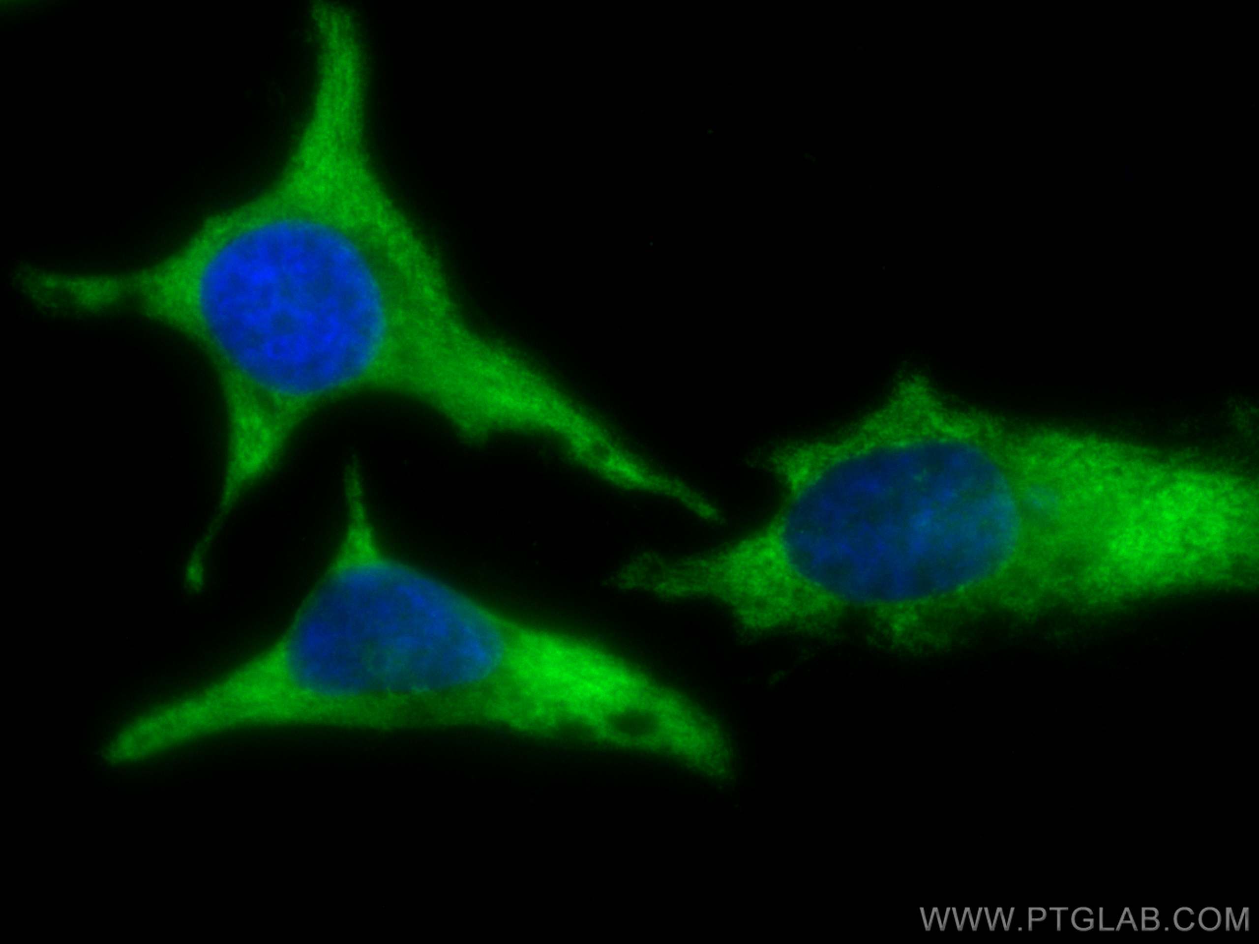 Immunofluorescence (IF) / fluorescent staining of HeLa cells using CoraLite® Plus 488-conjugated Follistatin Monoclon (CL488-60060)