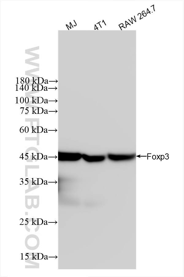 Western Blot (WB) analysis of various lysates using Foxp3 Recombinant antibody (85128-4-RR)