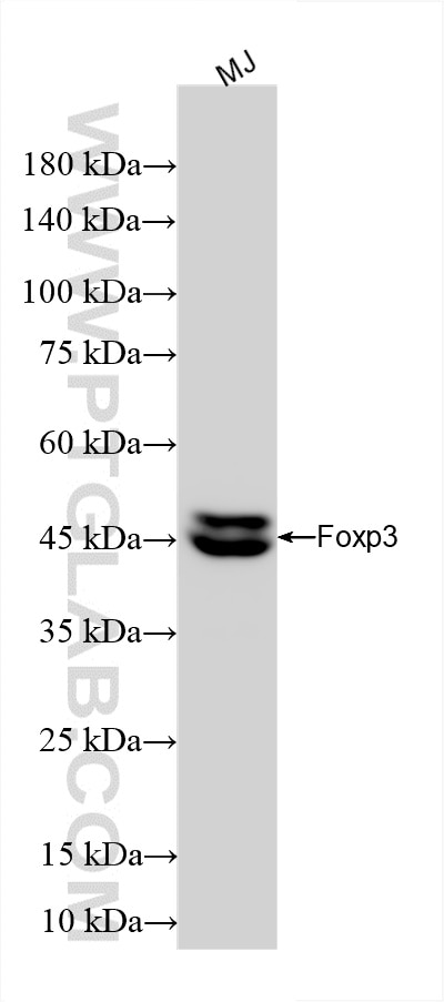 Various lysates were subjected to SDS PAGE followed by western blot with 85128-6-RR (Foxp3 antibody) at dilution of 1:5000 incubated at room temperature for 1.5 hours. Western Blot (WB) analysis of various lysates using Foxp3 Recombinant monoclonal antibody (85128-6-RR)