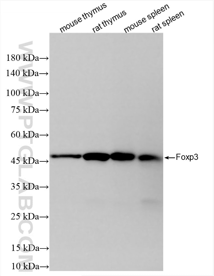 Western Blot (WB) analysis of various lysates using Foxp3 Recombinant antibody (85128-6-RR)