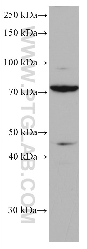Western Blot (WB) analysis of HeLa cells using Frizzled 9 Monoclonal antibody (67023-1-Ig)