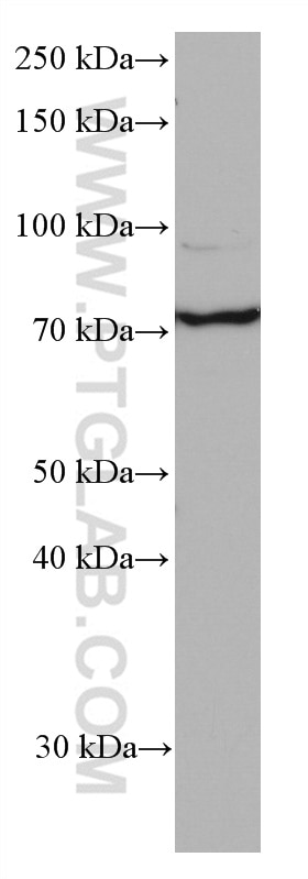 Western Blot (WB) analysis of HUVEC cells using Frizzled 9 Monoclonal antibody (67023-1-Ig)
