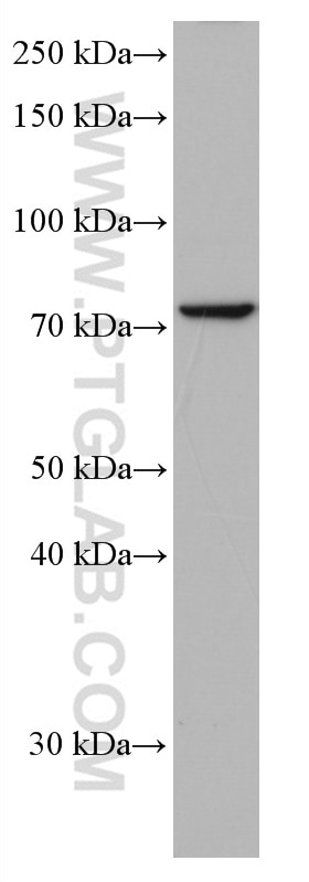 Western Blot (WB) analysis of A549 cells using Frizzled 9 Monoclonal antibody (67023-1-Ig)