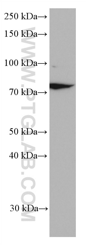 Western Blot (WB) analysis of NCI-H1299 cells using Frizzled 9 Monoclonal antibody (67023-1-Ig)