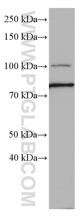 Western Blot (WB) analysis of fetal human brain tissue using Frizzled 9 Monoclonal antibody (67023-1-Ig)