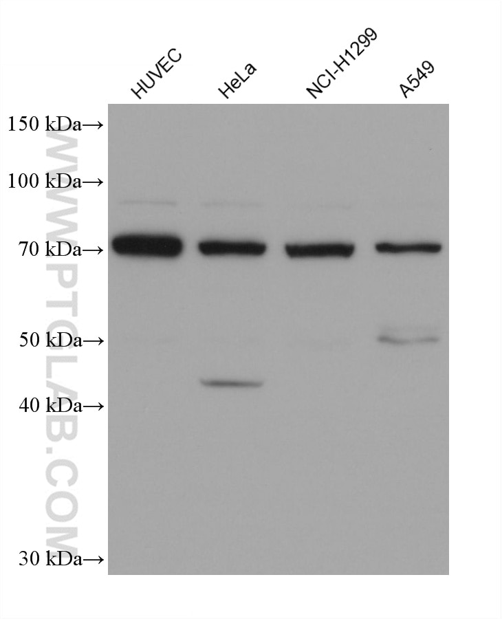 Western Blot (WB) analysis of various lysates using Frizzled 9 Monoclonal antibody (67023-1-Ig)
