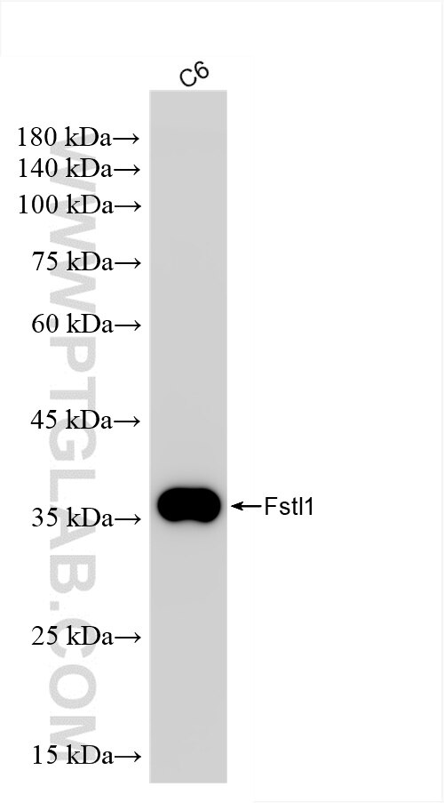 Western Blot (WB) analysis of C6 cells using Fstl1 Recombinant antibody (85034-4-RR)