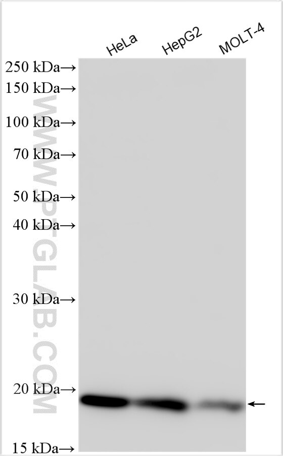 Western Blot (WB) analysis of various lysates using G-CSF Polyclonal antibody (17185-1-AP)