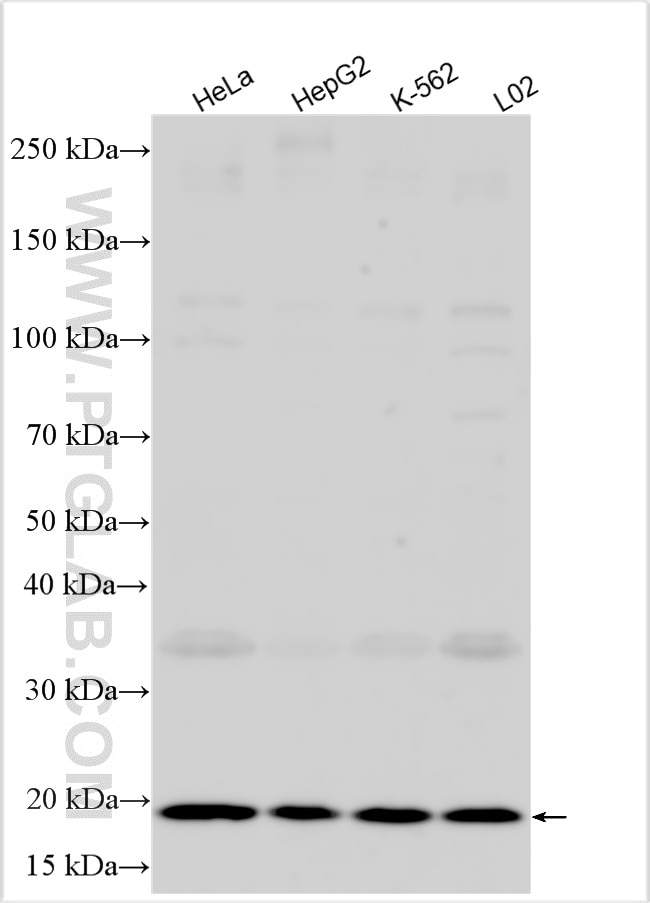 Western Blot (WB) analysis of various lysates using G-CSF Polyclonal antibody (30415-1-AP)