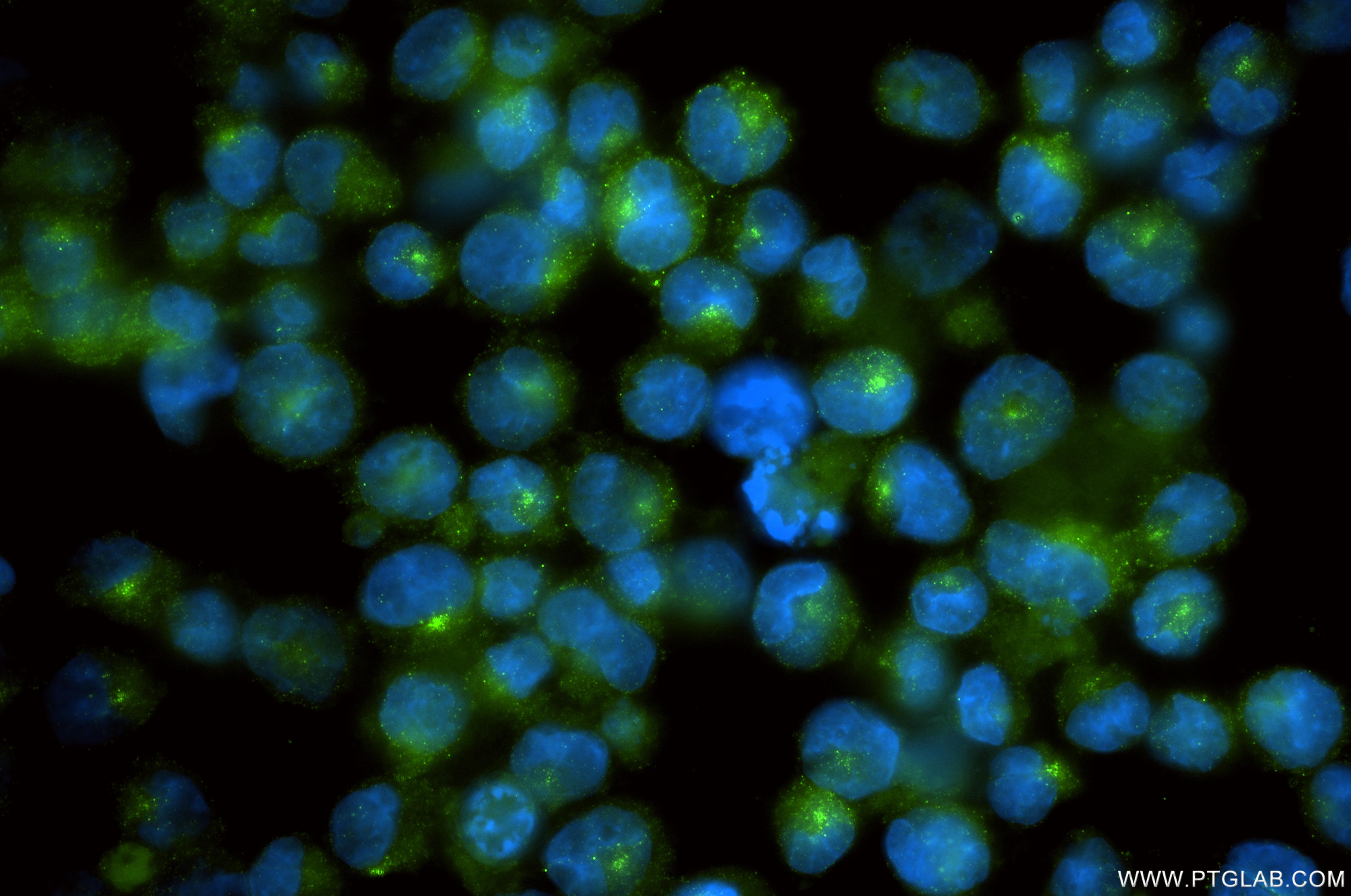 Immunofluorescent analysis of (4% PFA) fixed K-562 cells using G-CSF antibody (86376-1-RR, Clone: 250389H1 ) at dilution of 1:200 and CoraLite®488-Conjugated Goat Anti-Rabbit IgG(H+L) (SA00013-2). Immunofluorescence (IF) / fluorescent staining of K-562 cells using G-CSF Recombinant monoclonal antibody (86376-1-RR)