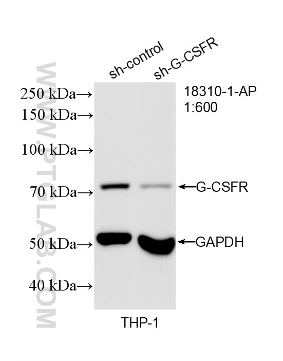 Western Blot (WB) analysis of THP-1 cells using G-CSFR Polyclonal antibody (18310-1-AP)