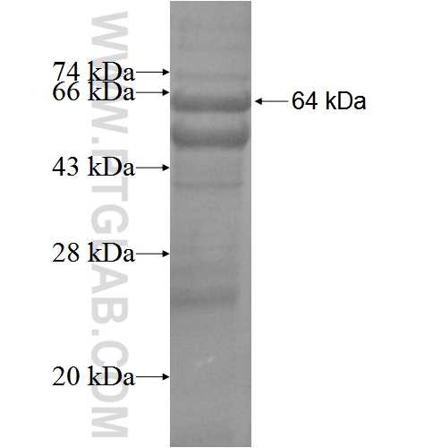 G-CSF-R fusion protein Ag5848 SDS-PAGE