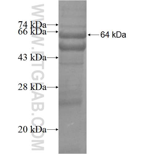 G-CSF-R fusion protein Ag5848 SDS-PAGE