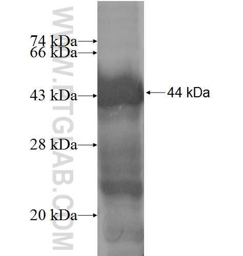 G-CSF-R fusion protein Ag5992 SDS-PAGE