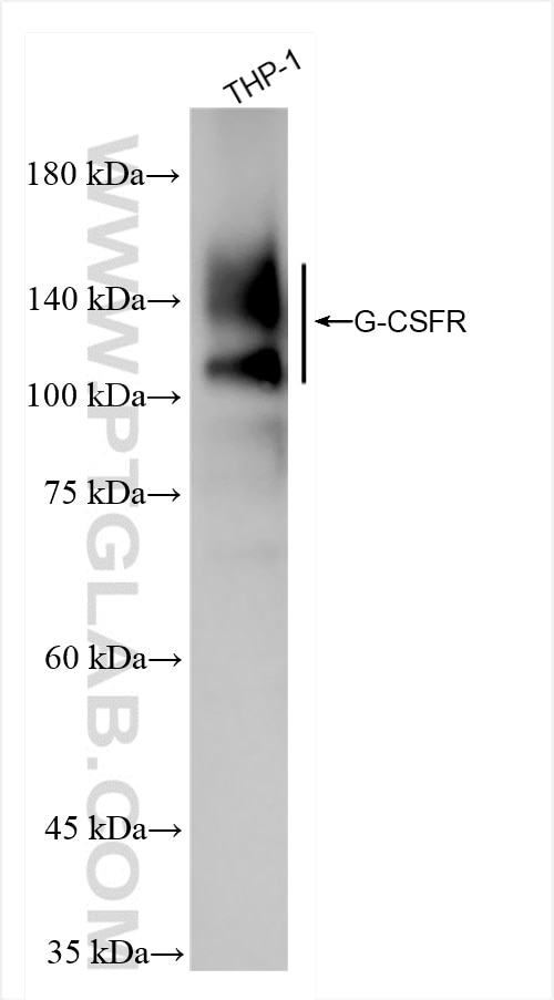 Western Blot (WB) analysis of THP-1 cells using G-CSFR Recombinant antibody (84827-2-RR)