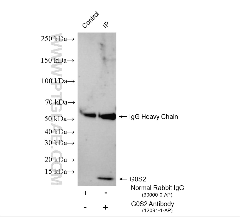 Immunoprecipitation (IP) experiment of L02 cells using G0S2 Polyclonal antibody (12091-1-AP)