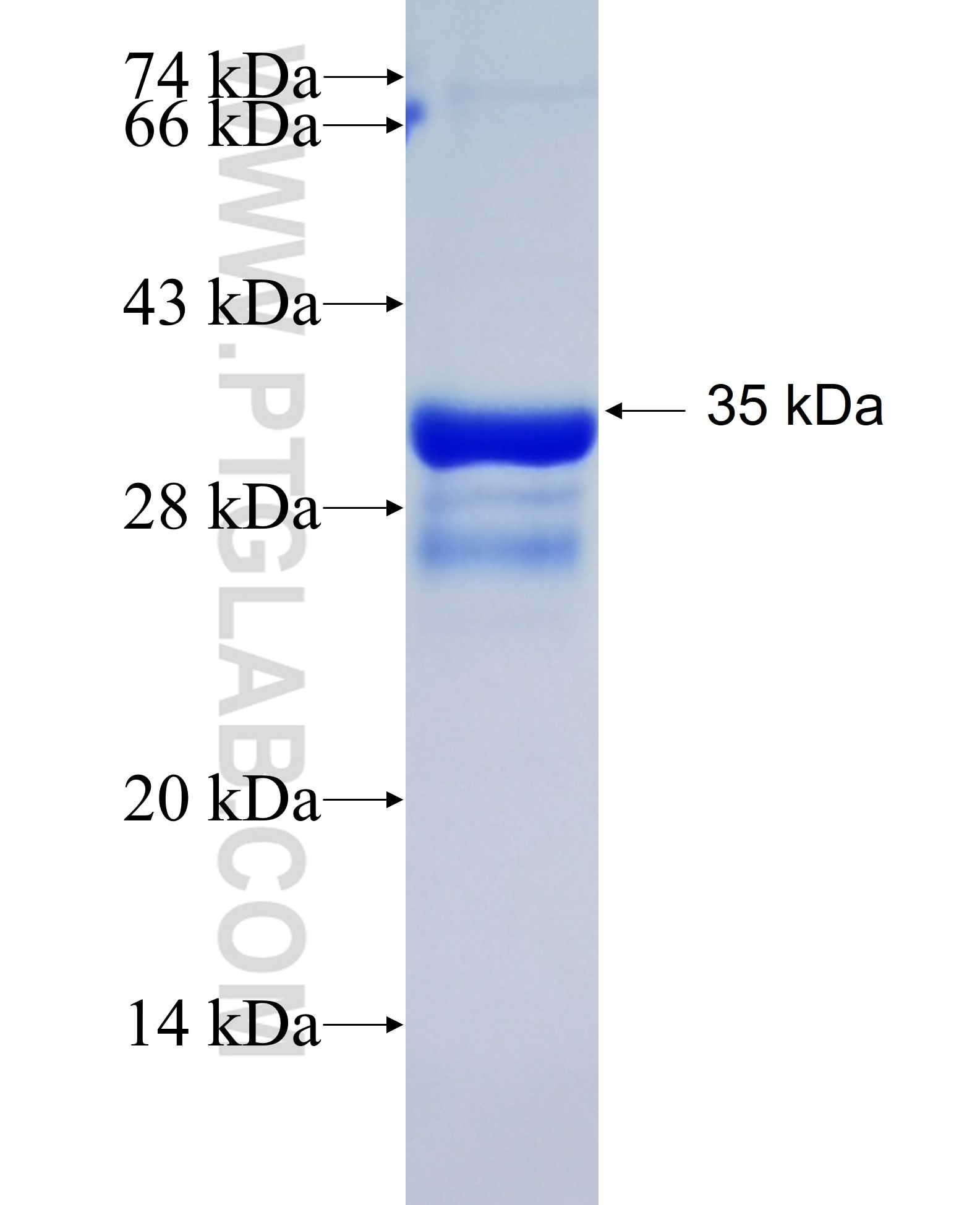 G0S2 fusion protein Ag2731 SDS-PAGE