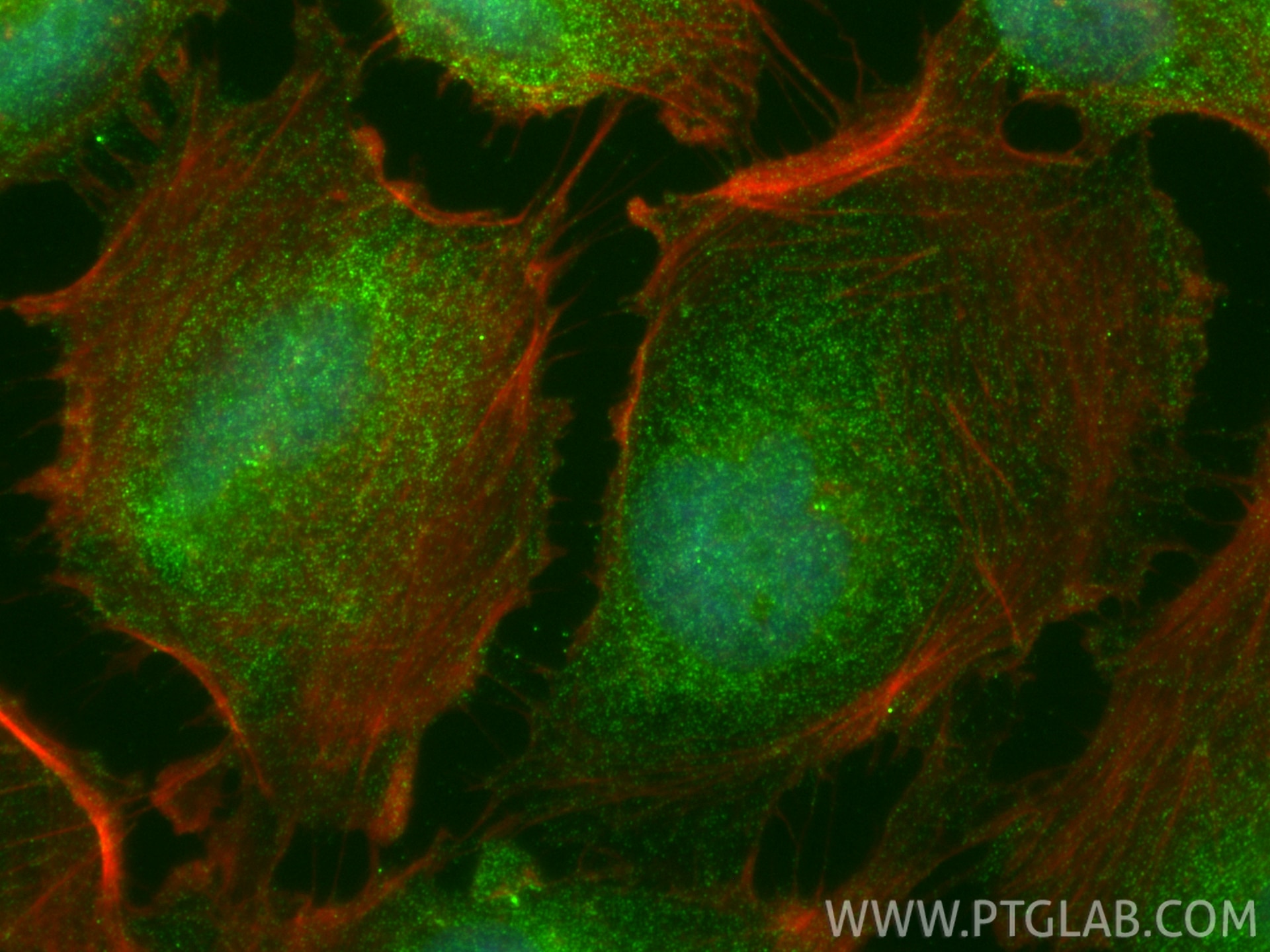 IF Staining of U-251 using 34058-1-AP Immunofluorescence (IF) / fluorescent staining of U-251 cells using G2E3 Polyclonal antibody (34058-1-AP)