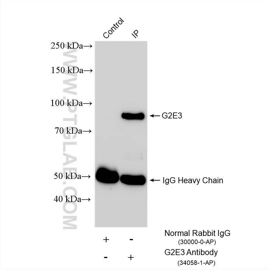 Immunoprecipitation (IP) experiment of mouse brain tissue using G2E3 Polyclonal antibody (34058-1-AP)