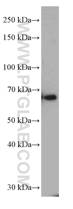 Western Blot (WB) analysis of pig brain tissue using G3BP1 Monoclonal antibody (66486-1-Ig)