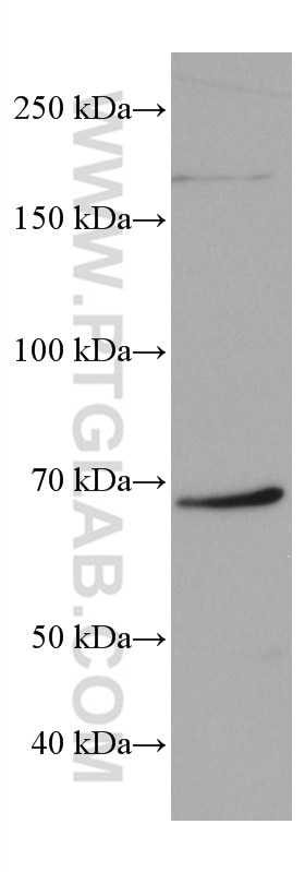 Western Blot (WB) analysis of RAW 264.7 cells using G3BP1 Monoclonal antibody (66486-1-Ig)