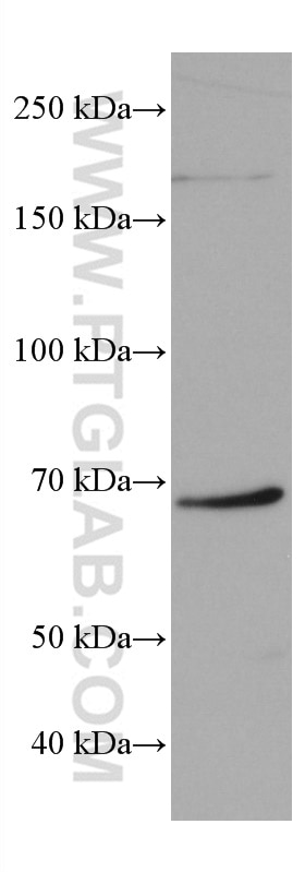 WB analysis of RAW 264.7 using 66486-1-Ig
